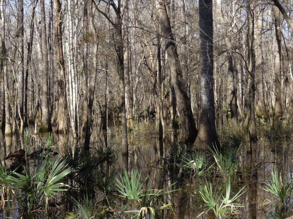 Wassamassaw Swamp picture