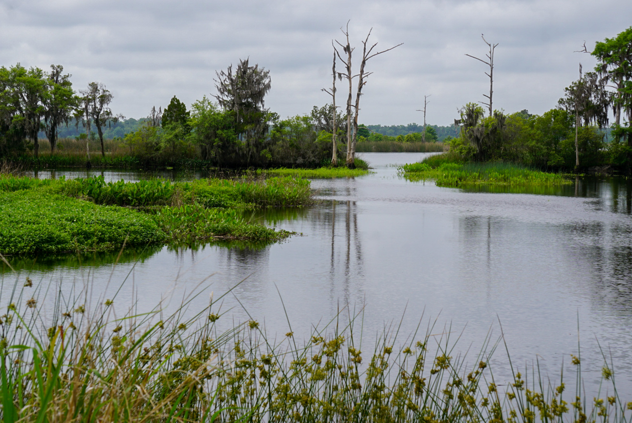 Landscape of a wetland.