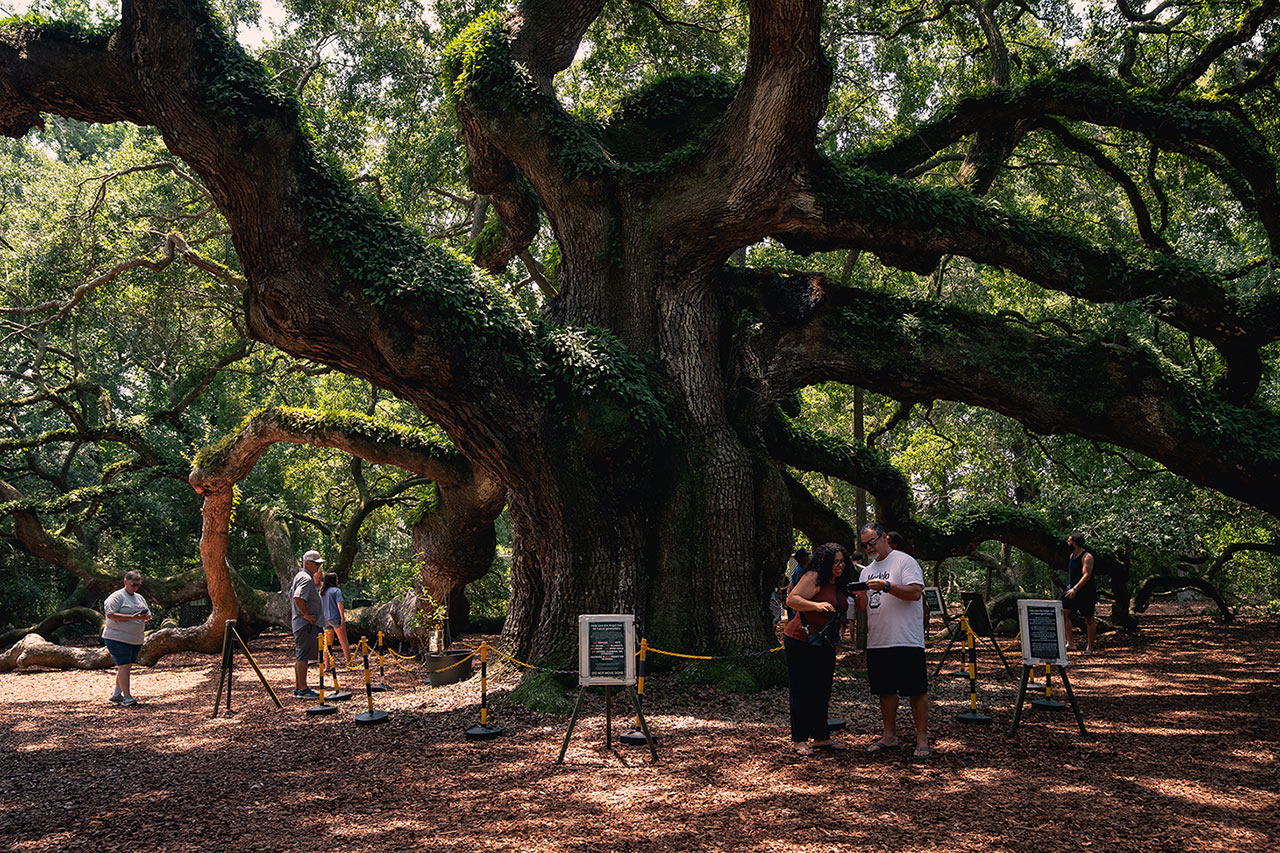 The Angel Oak on Johns Island, protected with help from the county’s Greenbelt program.