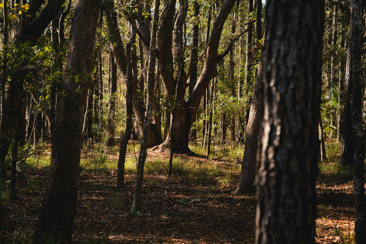 Trees in a wooded area in James Island Park